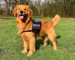Do Service Dogs Make a Difference? - OFFICIAL SERVICE DOG ...