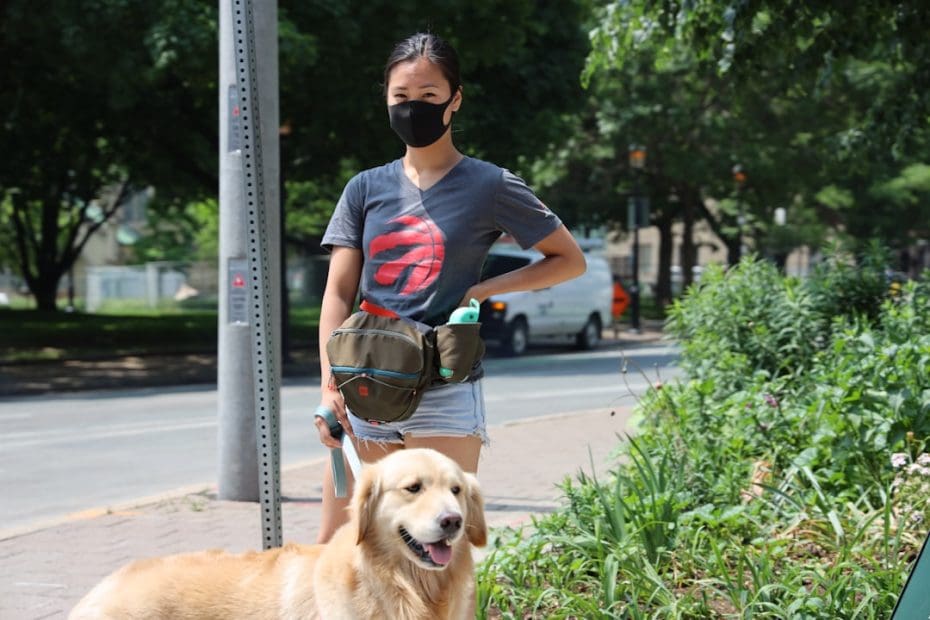 free service dogs for veterans — 7 Free Service Dog Programs for Veterans — Complete Guide to No-Cost Applications