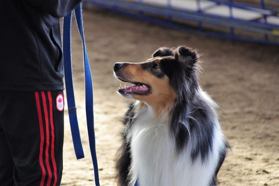 prison puppy programs — 7 Prison Puppy Programs Training Service Dogs for Veterans in 2026