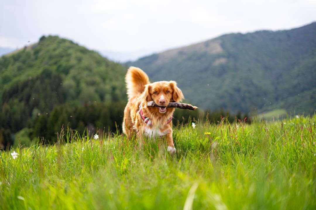 owner-training service dog — A dog runs through a grassy field with a stick.