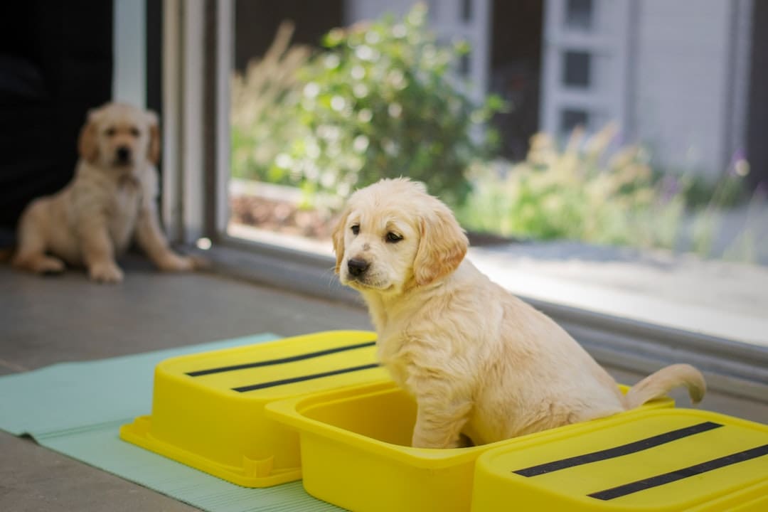 owner-training service dog — yellow labrador retriever puppy in yellow plastic container