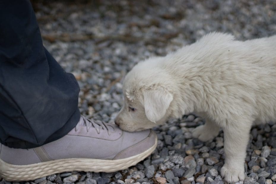 owner-training service dog — Owner-Training a Service Dog as a Veteran: How to Start from Scratch