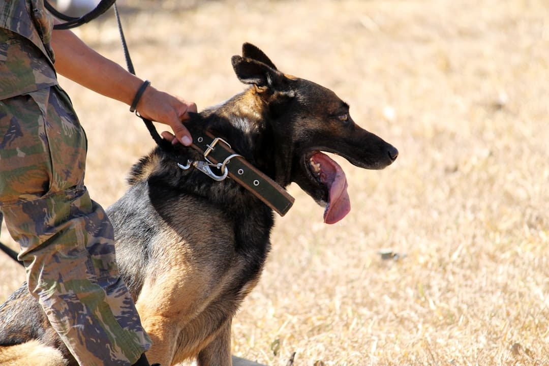 PTSD service dogs — brown and black German shepherd