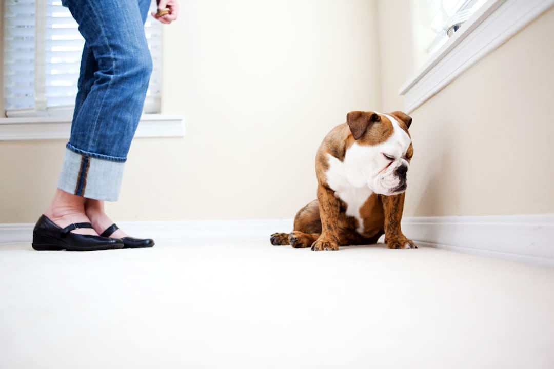 owner-training service dog — A dog sits in a corner, looking guilty.