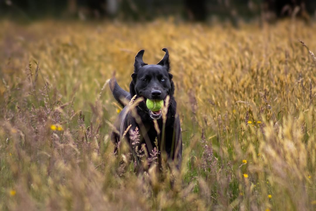 owner-training service dog — A black dog runs through tall grass with a ball.