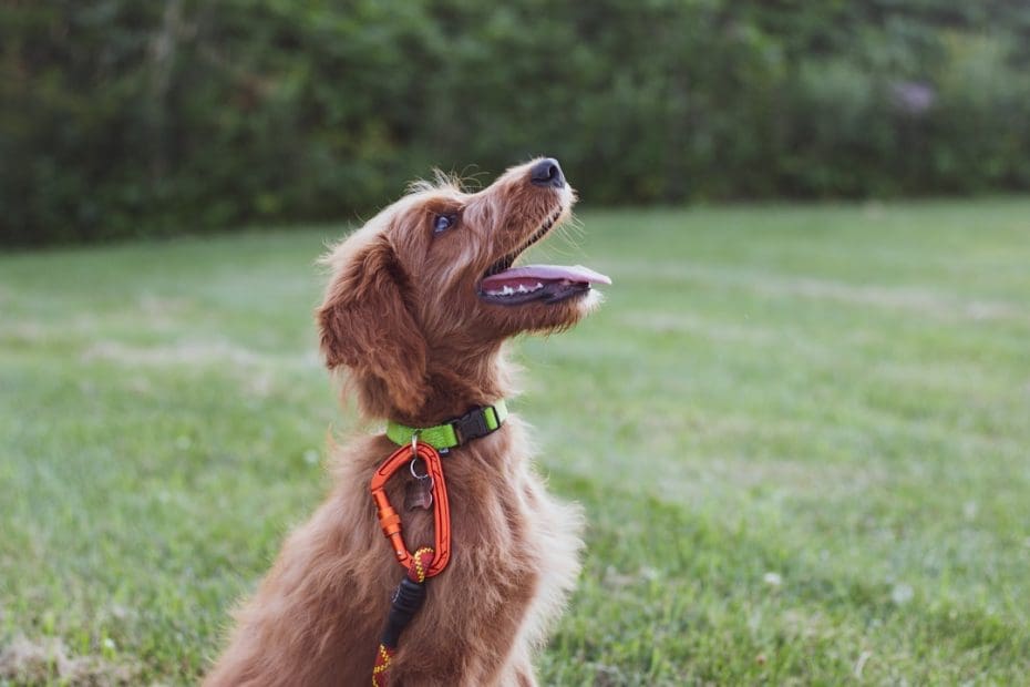 owner-training service dog — Owner-Training a Service Dog as a Veteran: How to Start from Scratch