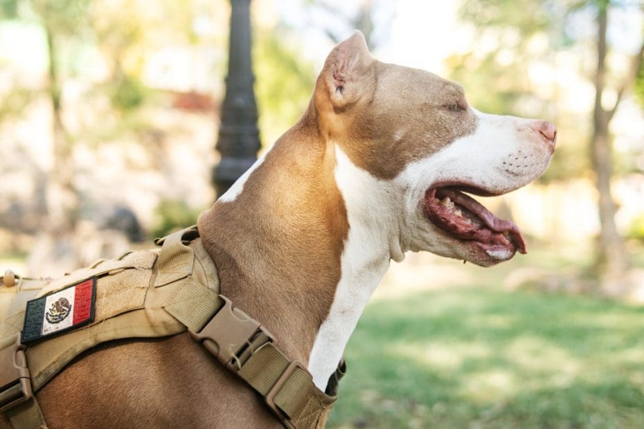 VA disability rating — VA Disability Ratings and Service Dogs: What Veterans Need to Know