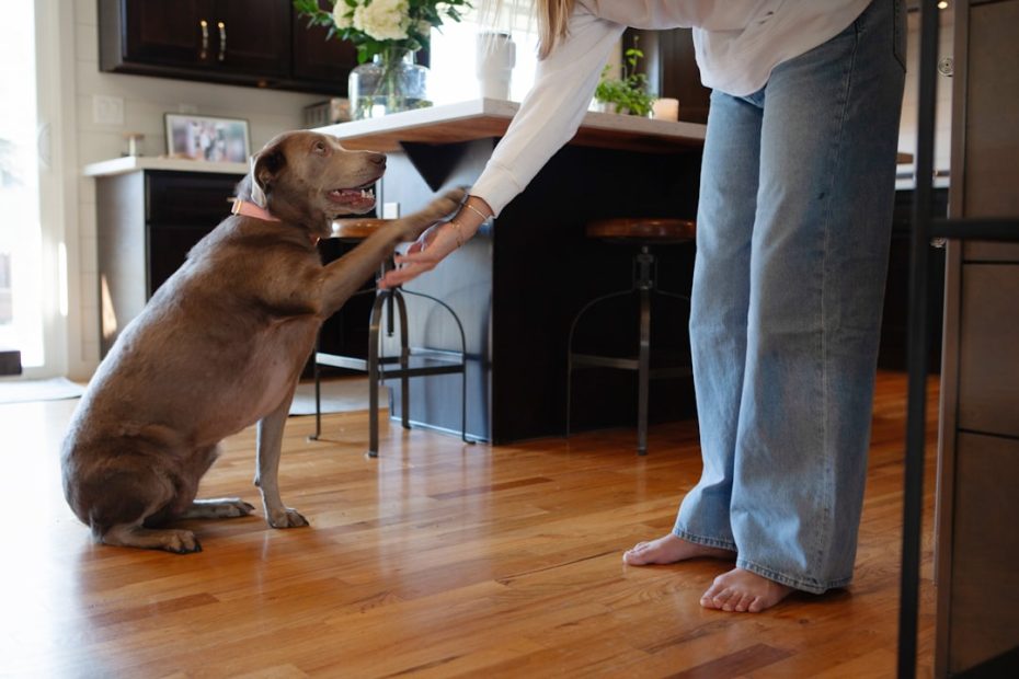 veteran service dog grants — Veteran Service Dog Grants: How to Fund Training, Equipment, and Vet Care