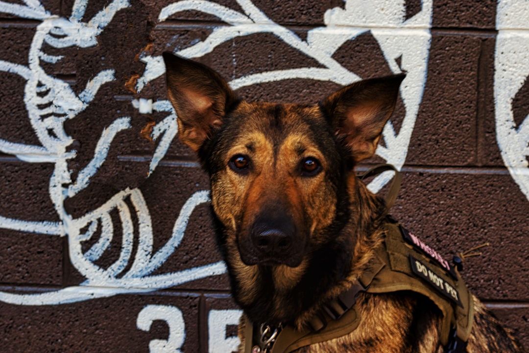 military handler civilian — a dog sitting on a brick floor