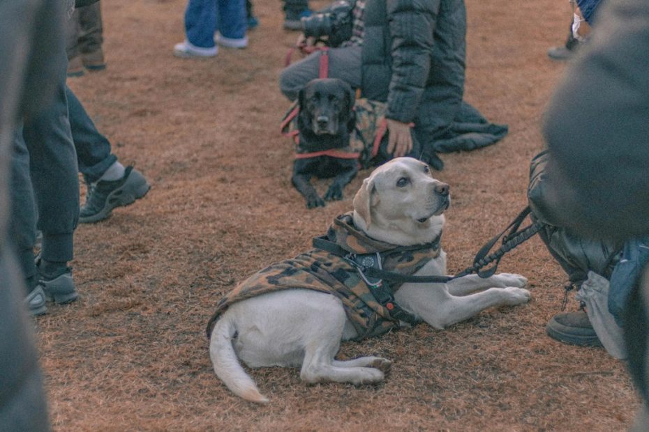 veteran service dog — Veteran Service Dogs and Reintegration: How Trained Tasks Ease the Return Home