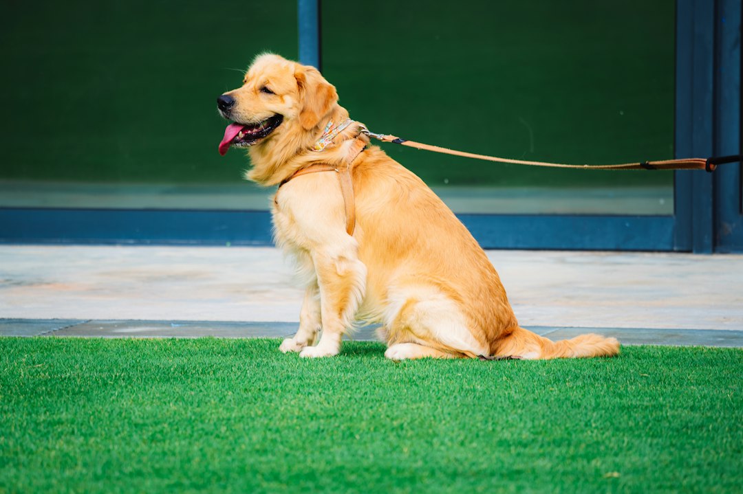 task training combat PTSD — golden retriever lying on green grass field during daytime